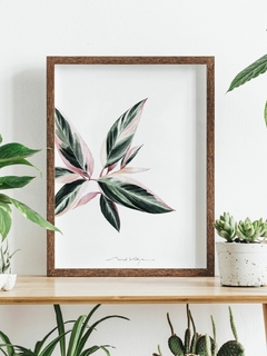 Print Calathea Triostar - comprar online