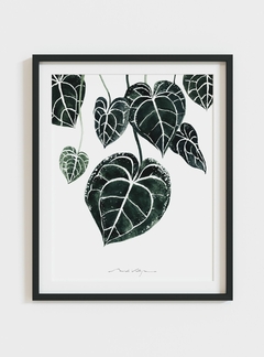 Print Philodendro Anthurium