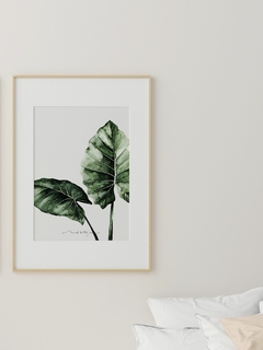 Print Alocasia Odora en internet