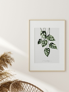 Print Monstera Oblicua en internet