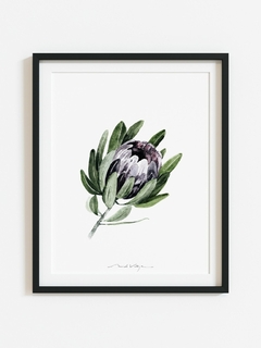 Protea Morada - comprar online