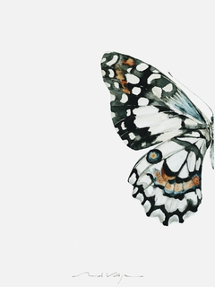 Print Mariposa Demoleus - comprar online