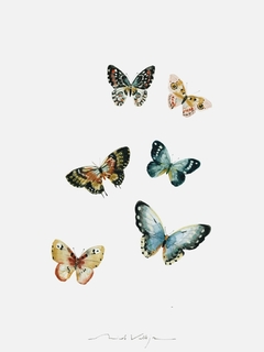 Print Póster Mariposas II - comprar online