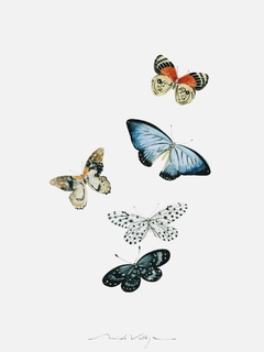 Print Póster Mariposas - comprar online