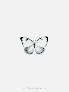 Print Mariposa Morpho