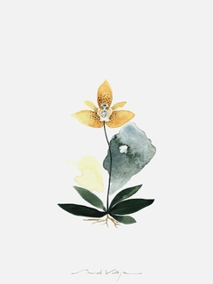 Print Orquídea Umber - comprar online