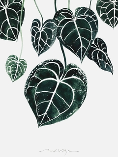 Print Philodendro Anthurium - comprar online