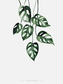 Print Monstera Oblicua