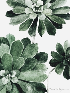 Print Aeonium Arboreum II