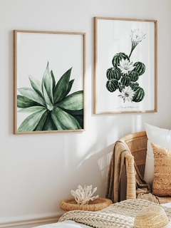 Print Agave Attenuata - comprar online