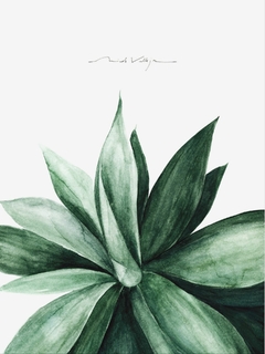 Print Agave Attenuata