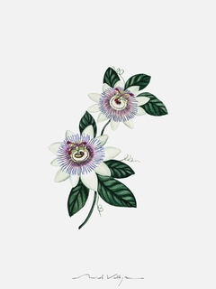 Print Passiflora