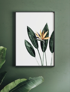 Print Strelitzia Reginae en internet