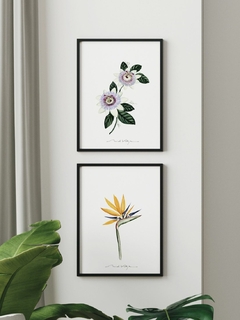 Print Strelitzia Reginae Flor en internet