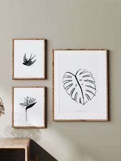 Print Strelitzia Gris en internet