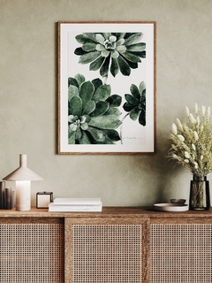 Print Aeonium Arboreum II - comprar online