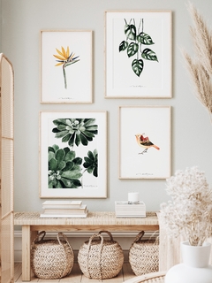 Print Aeonium Arboreum II - tienda online