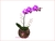 Orquídea Phalaenopsis Branca ou Rosa Com Uma Haste no Vidro - comprar online