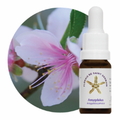 AMYGDALUS SAINT GERMAIN 10ML