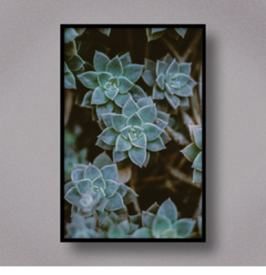 Succulent IV - comprar online