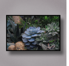 Succulent VI - comprar online