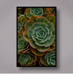 Succulent VIII - comprar online