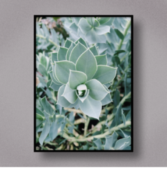 Succulent III - comprar online