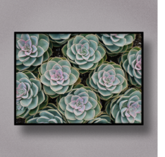 Succulent V - comprar online