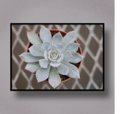 Succulent VII - comprar online