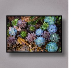 Succulent I - comprar online