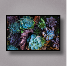 Succulent II - comprar online