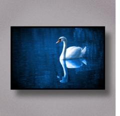 CISNE I - comprar online