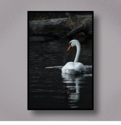 CISNE II - comprar online