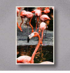 FLAMINGO I na internet