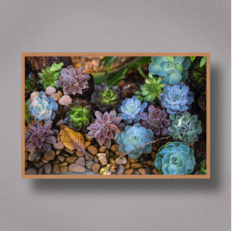 Succulent I - Art Telas Molduras