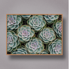 Succulent V - Art Telas Molduras