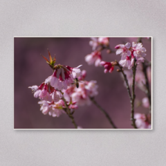 Floração das Cerejeiras 2 na internet