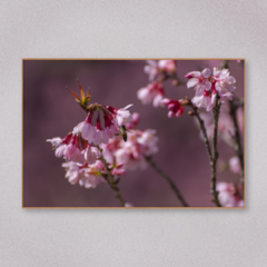 Floração das Cerejeiras 2 - Art Telas Molduras