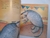 ANIMALES EN PELIGRO - TATO AFFIF - comprar online
