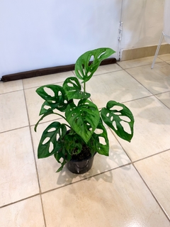 Monstera Adansonii - comprar online