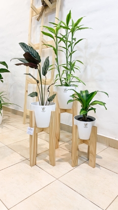 Trio Bet pino sin plantas