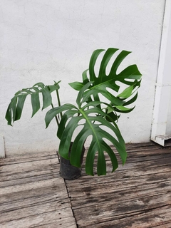 Monstera deliciosa - comprar online