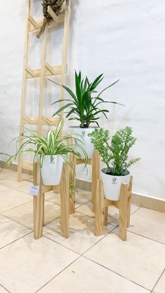 Trio Bet pino con plantas