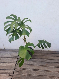 Monstera deliciosa - Ruahhomedeco