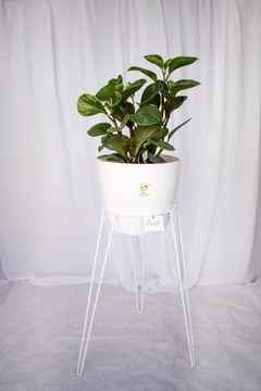 Portamaceta Grace con planta