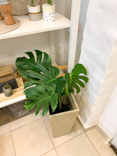 Monstera deliciosa en internet