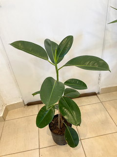 Ficus Gomero verde