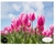 Campo Tulipanes Rosas - comprar online