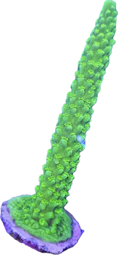 Acropora Cervicornis green slimmer