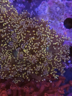 Euphyllia Yaeyamaensis Orange